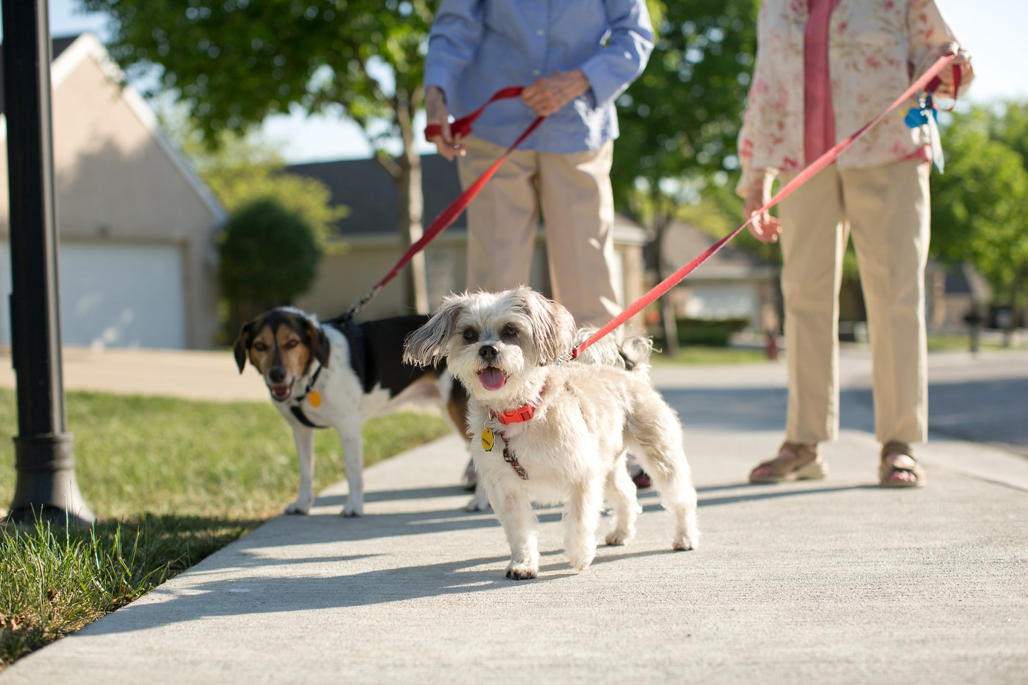 Two dogs on leashes at Kingswood Senior Living Located in Kansas City, MO.